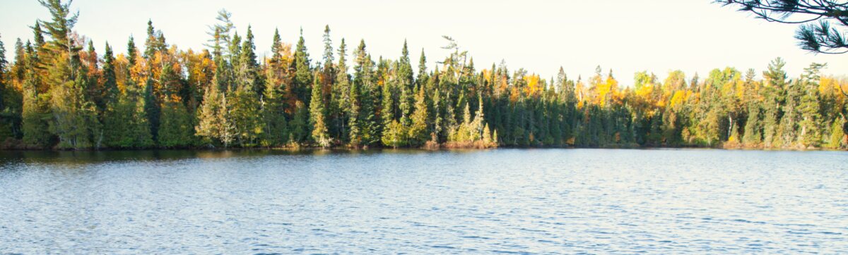 Lake lined with trees